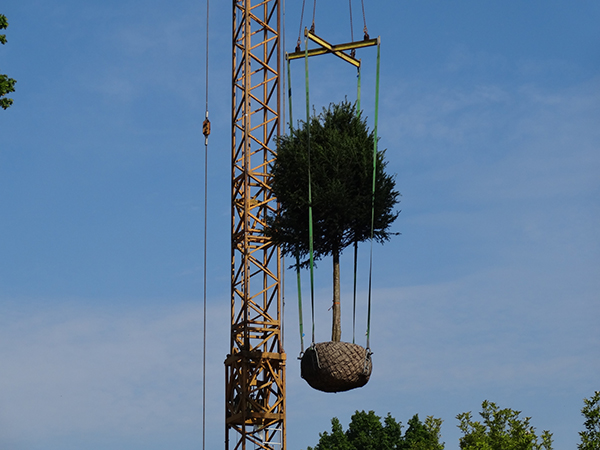 plantation tres grands arbres entreprise pepiniere uccle bruxelles brabant wallon hainaut belgique