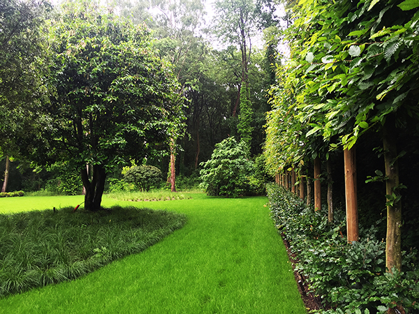arbres palisses entreprise de jardin uccle bruxelles brabant wallon hainaut belgique